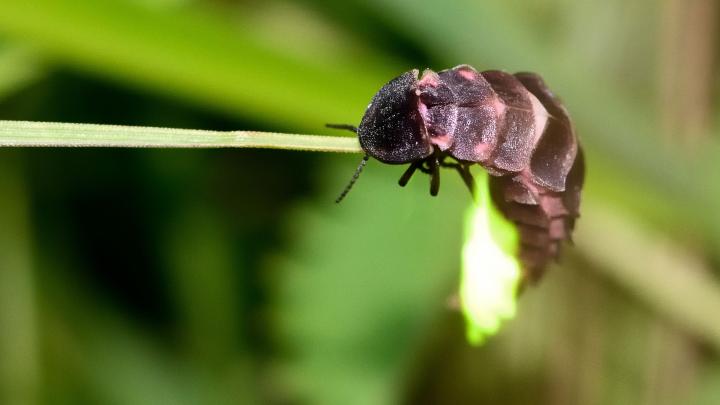 Przyrodnik: świetliki mogą zniknąć w ciągu kilku dekad