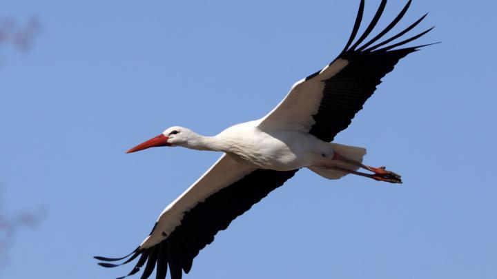 Światowa populacja bociana to ok. 330 tys. par