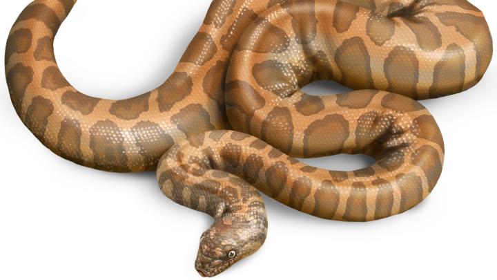 Nowy gatunek węża sprzed 50 mln lat potwierdza jego migracje między Ameryką Płn. i Europą