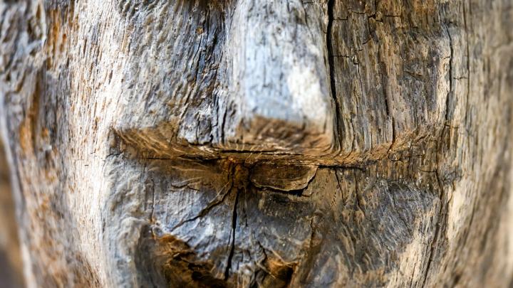 Wielkopolskie/ Zaprezentowano unikatowe wyobrażenie twarzy odkryte na elemencie wałów grodu lednickiego