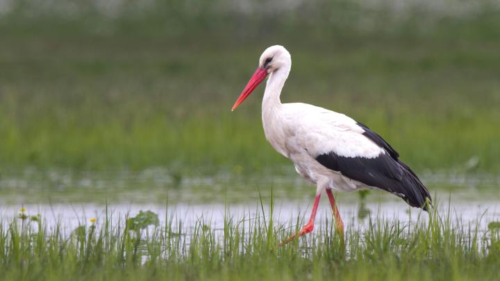 Bocian Biały „Zwierzęciem Roku 2025” w plebiscycie ministerstwa klimatu