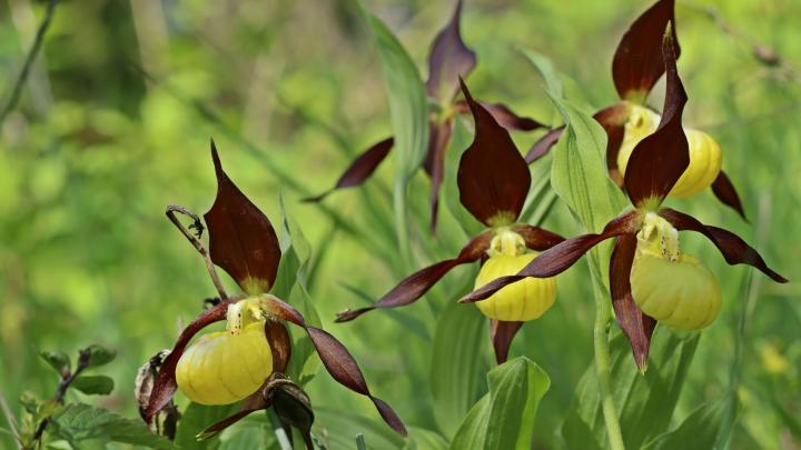 Tatry/ Rekordowa liczba storczyków – ponad 10 tys. spektakularnych obuwików