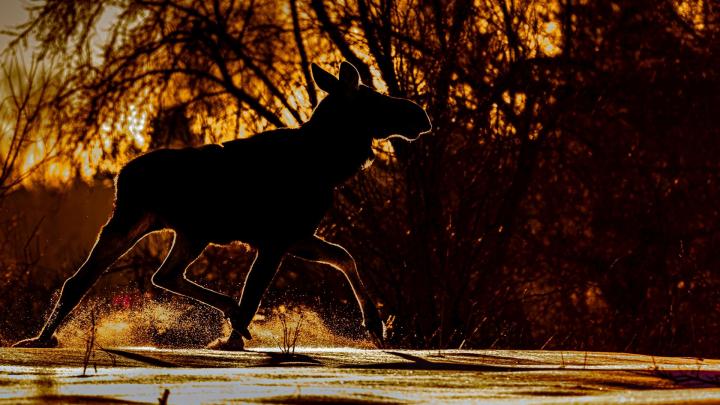 Opublikowano mapy szlaków migracji łosi i żubrów na terenie Polski