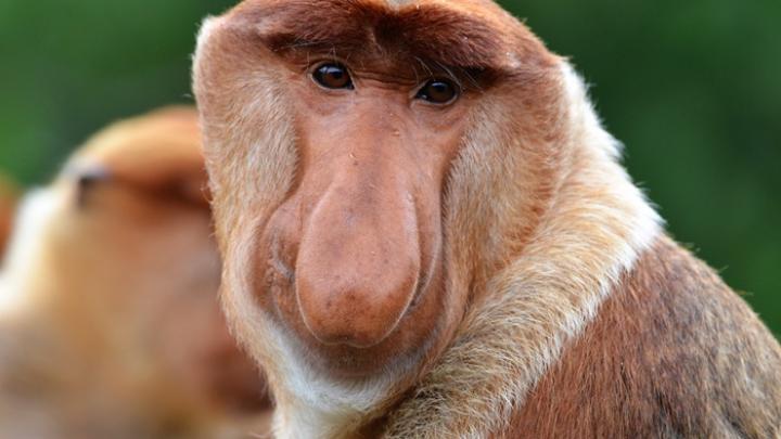 Ekspert: oglądanie memów to szybka nagroda dla naszego mózgu (wywiad)