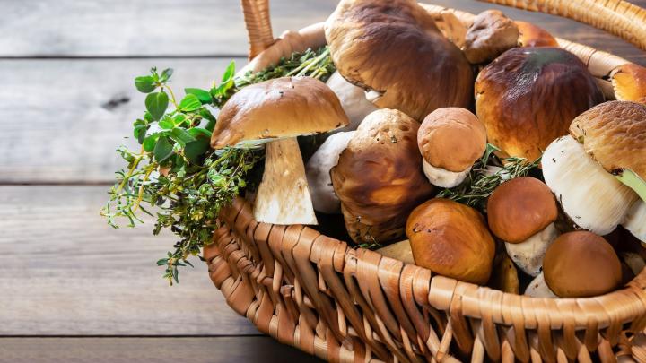 Mykolog: nie tylko ludzie lubią grzyby