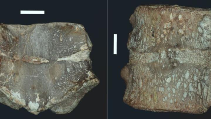 Późnotriasowe płazy z Krasiejowa cierpiały na różne choroby kręgosłupa