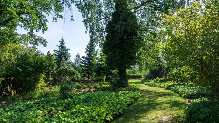 Wrocław/ Naukowcy z UWr: przez zmiany klimatu drzewa pylą wcześniej