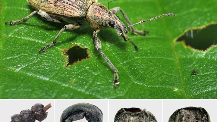 Dolnośląskie/ Biżuteria z chrząszczy w dziecięcej urnie sprzed ponad 2,5 tys. lat