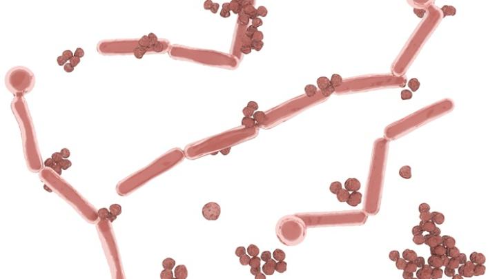 Patogenne szczepy drożdży wolą miejskie powietrze