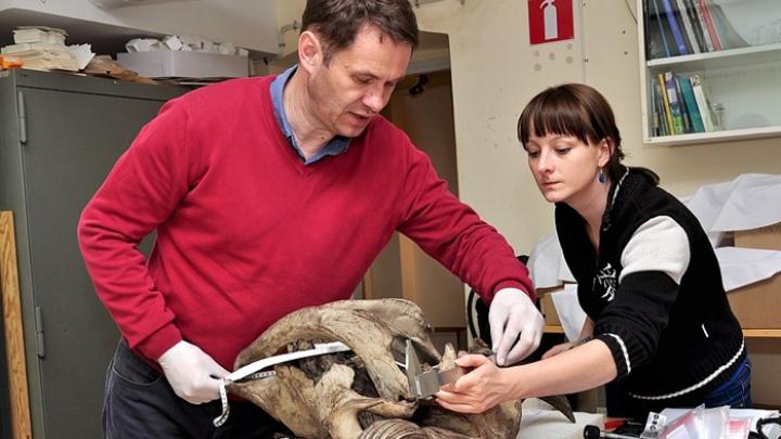 Współistnienie, wymieranie oraz przetrwanie — historia ewolucji żubrów w Eurazji