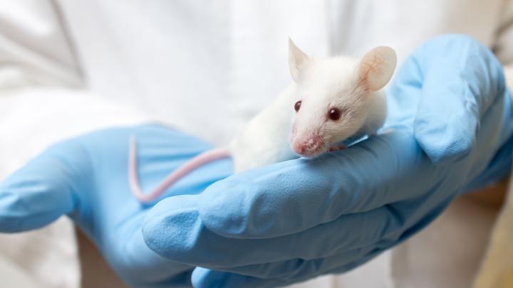 Prof. Agnieszka Chacińska: bez eksperymentów na zwierzętach nie byłoby leków na raka