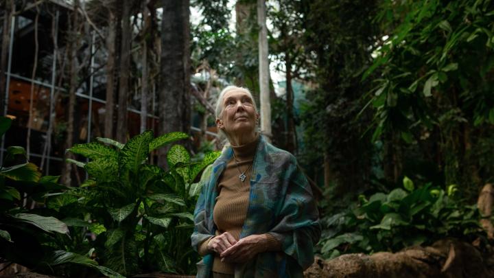 Lekarz weterynarii: Jane Goodall zmieniła sposób, w jaki patrzymy na świat zwierząt