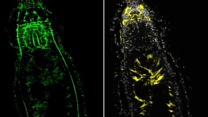 Niezwykły błąd natury - polscy naukowcy odkryli robaki z dwiema głowami