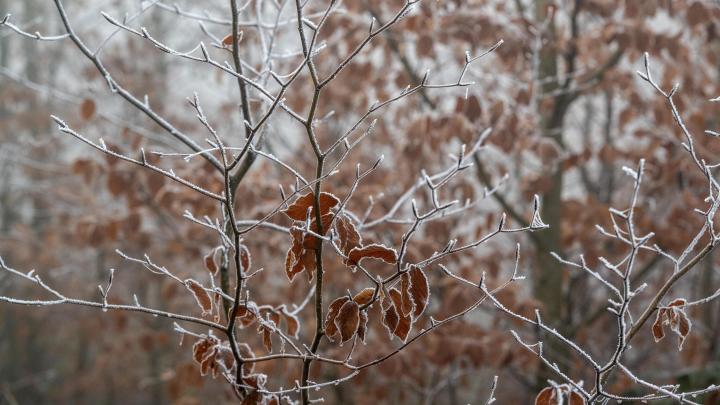 Rzeszów/ Nowe plany ochrony przyrody Podkarpacia, naukowcy z UR opracowali metodykę badań