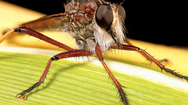 Naukowcy odtworzyli system widzenia… ćmy