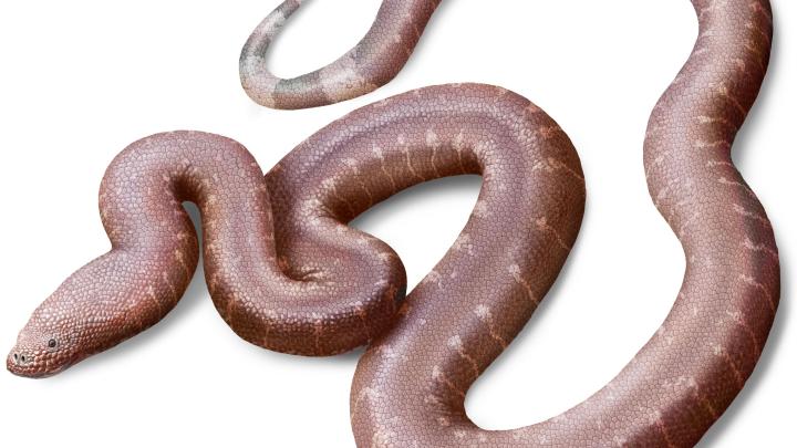 Nowy gatunek węża sprzed 37 mln rzuca światło na wczesną ewolucję „zaawansowanych węży”