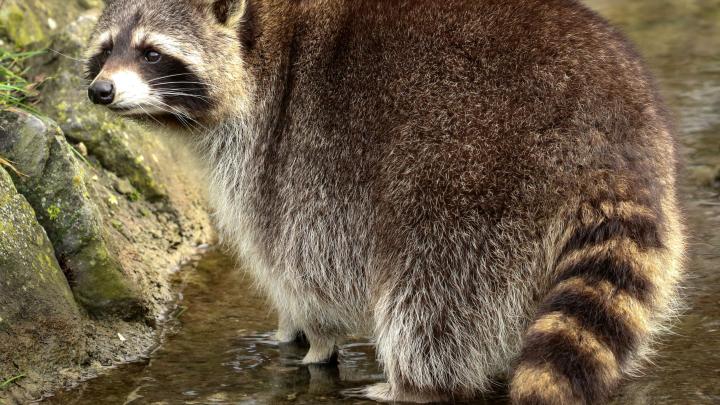 Gdańsk/ Naukowcy odkryli nowy gatunek pasożyta u szopa pracza