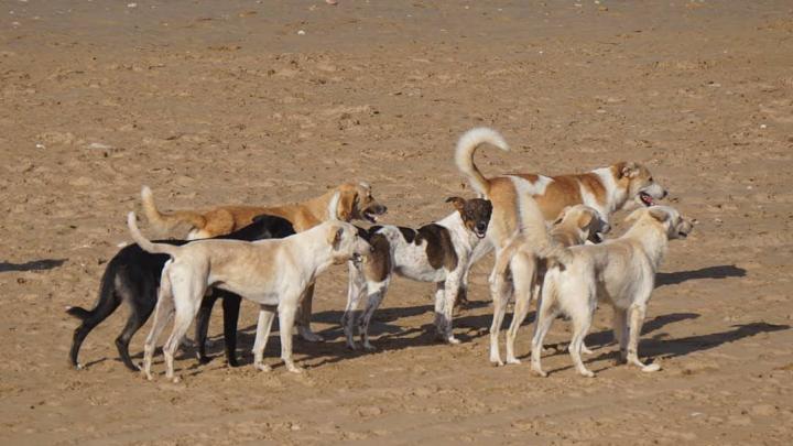 Poligamia sprzyjała udomowieniu psów