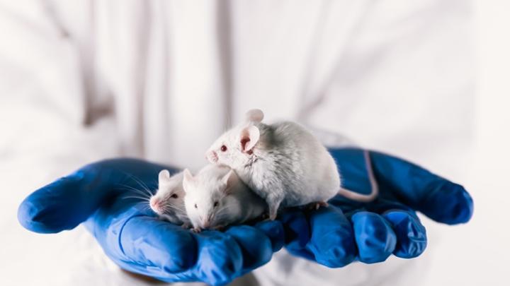 Skutki ekspozycji na mikroplastik przechodzą z ojca na syna