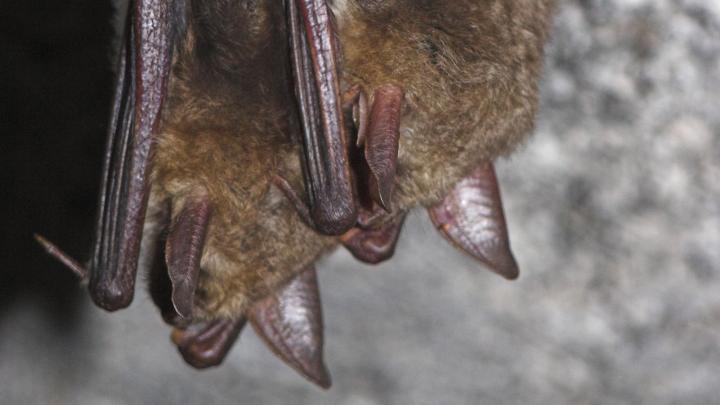 Na Suwalszczyźnie policzono zimujące nietoperze