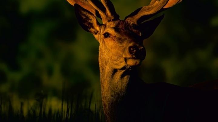 Słysząc "zwierzęta Polski", myślicie: muflon i foka?