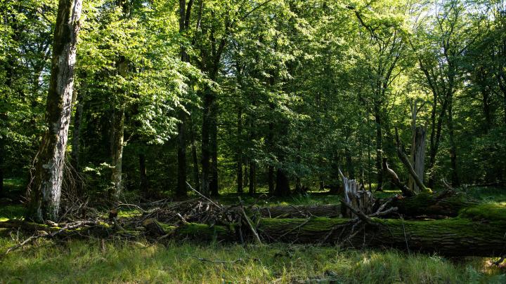 Dr hab. Katarzyna Nowak z IBS PAN laureatką nagrody Planet Earth Award 2026