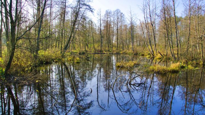 Centrum Ochrony Mokradeł: ochrona mokradeł przynosi korzyści rolnikom i lokalnym mieszkańcom