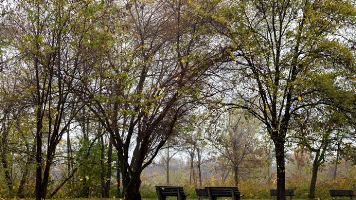 Katowice/ Miasto zamierza sadzić mikrolasy zgodnie z japońską metodą