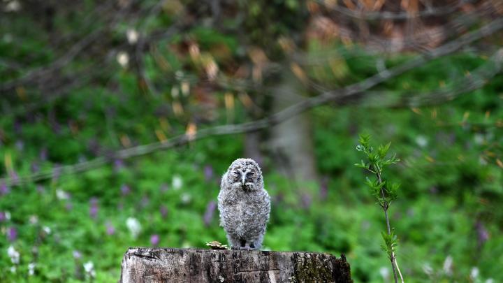 Podkarpackie/ Naukowcy badają rywalizację sów na Pogórzu Przemyskim