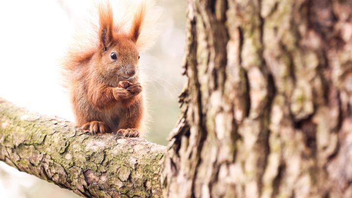 Prof. Krauze-Gryz: wiewiórki potrafią oszukiwać rywali i zjadać pisklęta