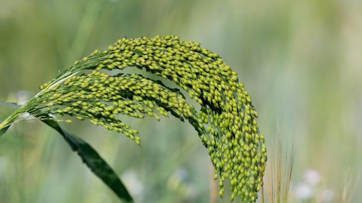 Już pradziejowi rolnicy na Kujawach użyźniali glebę i zaczęli uprawiać proso