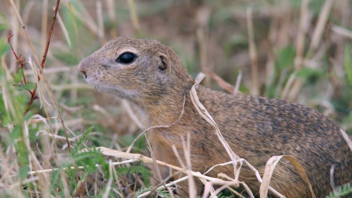 Susły wychodzą z zimowych nor. Pogoda zdecyduje o ich tegorocznym sukcesie rozrodczym