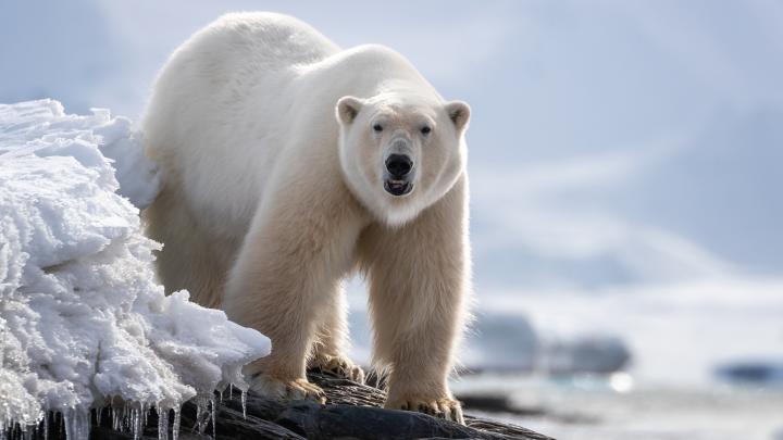 Niedźwiedź w oknie i kaktus w bluzie. Polskie nanowłókna zatrzymają ciepło