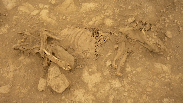 Peru/Szczątki otaczanych czcią, nagich psów peruwiańskich odkryli polscy archeolodzy