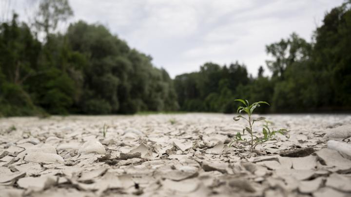 Termin suszy może być ważniejszy niż jej długość