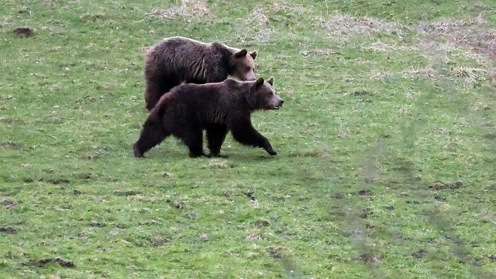 Polsko-słowackie pogranicze/ Ruszają szeroko zakrojone badania genetyczne wilków i niedźwiedzi