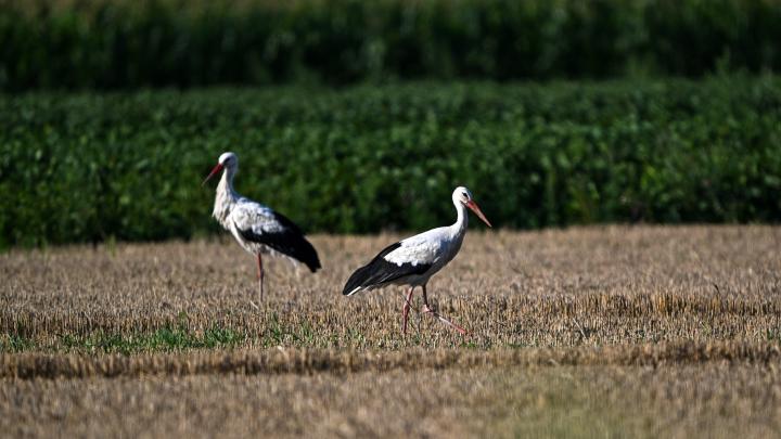 Podkarpackie/ Naukowczyni z UR: trutki na gryzonie śmiertelnym zagrożeniem dla bocianów