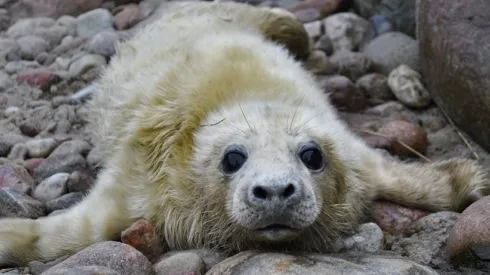 Źródło: Fokarium Stacji Morskiej Instytutu Oceanografii Uniwersytetu Gdańskiego