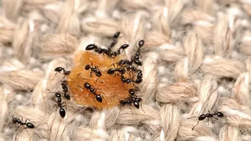 W ramach badania stawonogow w amerykanskich domach naukowcy szukali m.in. mrówek Monomorium minimum. Fot. Matt Bertone 