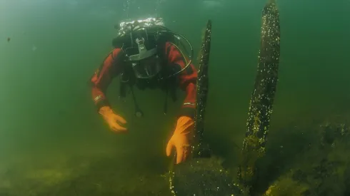 Archeolog podwodny badający konstrukcje drewniane wczesnośredniowiecznego portu. Fot. Marcin Trzciński