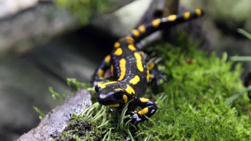 Salamandra plamista. Fot. PAP/Krzysztof Świderski 17.03.2016