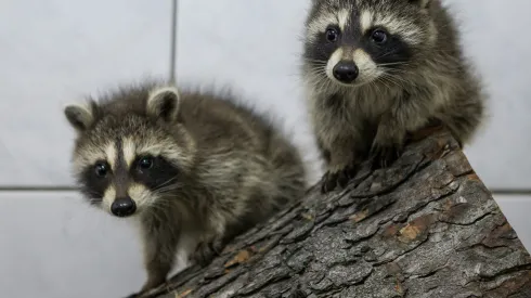 Foto: PAP/Maciej Kulczyński/15.07.2012/Wrocław