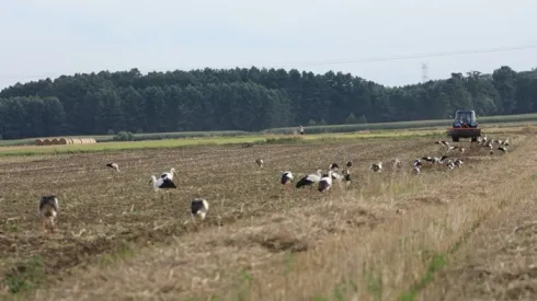 Stada bocianów przed odlotem, Opolszczyzna, sierpień 2021, fot. Joahim Siekiera