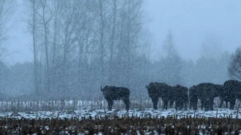 Puszcza Białowieska, 04.03.2018. Wolnożyjące żubry na polanie w Puszczy Białowieskiej podczas śnieżycy. PAP/Michał Zieliński