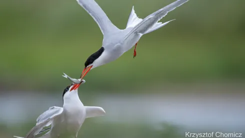 Źródło: UPP; Krzysztof Chomicz