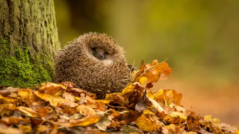 źródło: Adobe Stock