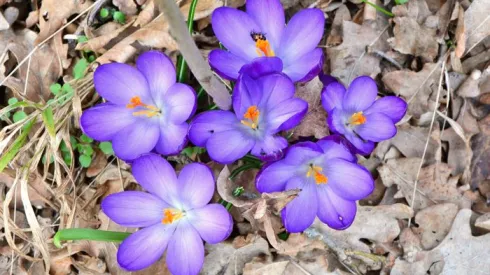 Fot. Izabela Kuzyszyn, Ogród Botaniczny UW