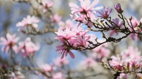 21.04.2023. Kwitnące magnolie w Ogrodzie Botanicznym PAN Centrum Zachowania Różnorodności Biologicznej w Powsinie. PAP/Leszek Szymański