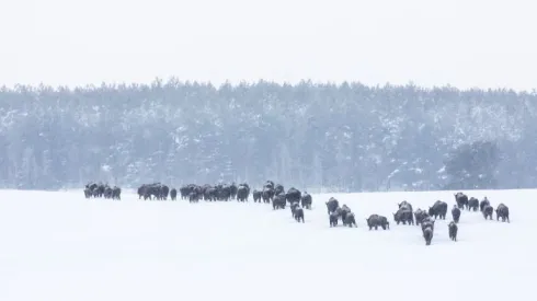 Żubry wędrujące w Puszczy Knyszyńskiej. Fot. Rafał Kowalczyk