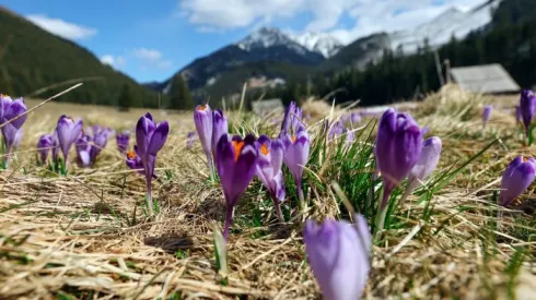 Tatry, Dolina Chochołowska, 26.03.2024. Krokusy kwitnące na polanie w Dolinie Chochołowskiej w Tatrach. PAP/Grzegorz Momot